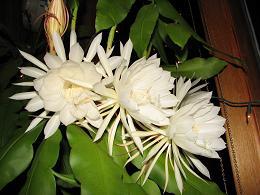 night blooming cereus