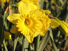 daffodils